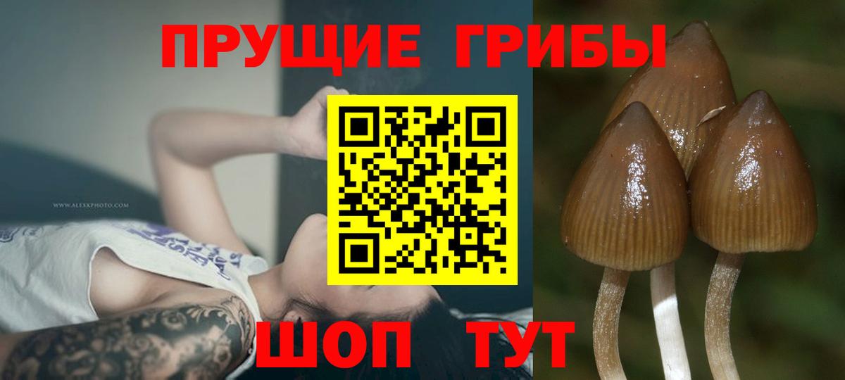 Галлюциногенные грибы Psilocybe Кольчугино